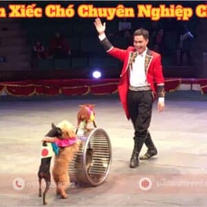 Biểu diễn xiếc chó cho Tết Thiếu Nhi 1/6 với màn trình diễn đi thăng bằng trên bánh xe